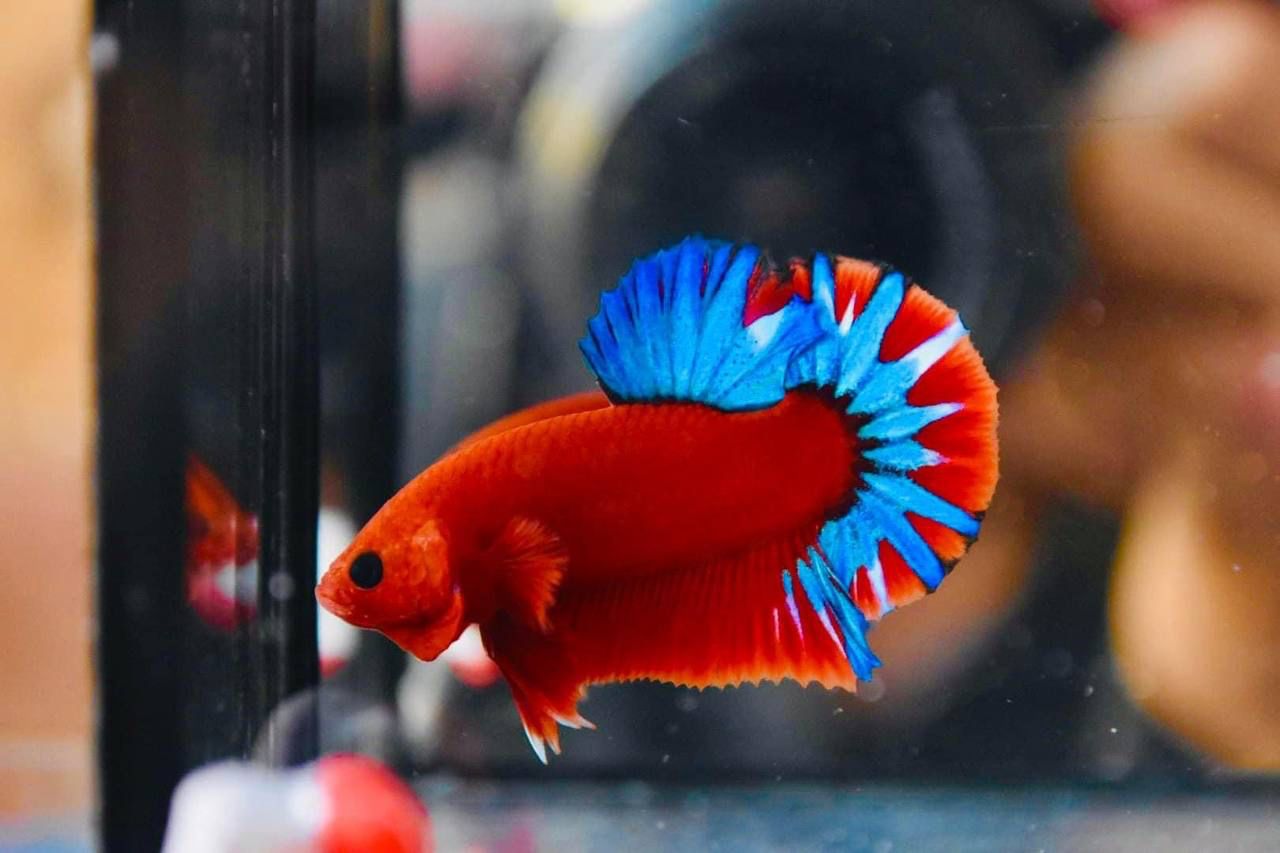 MCB13 Premium Multi-Colored Betta Fish - Multi-colored Bettas Fish farm LLC